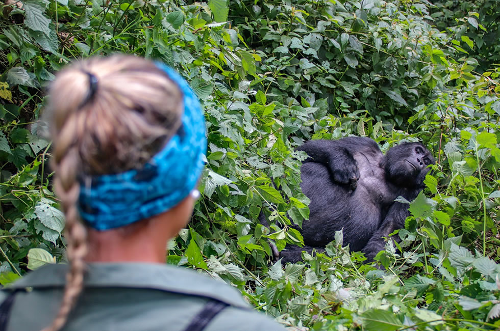 Affordable Gorilla Tours in Africa
