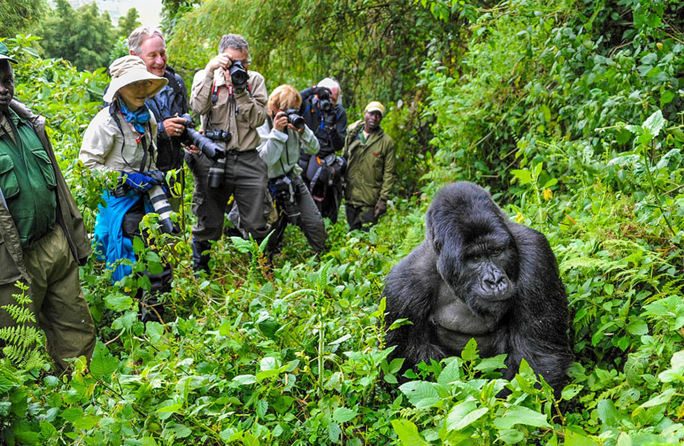 5 Most Popular Gorilla Safaris in East Africa