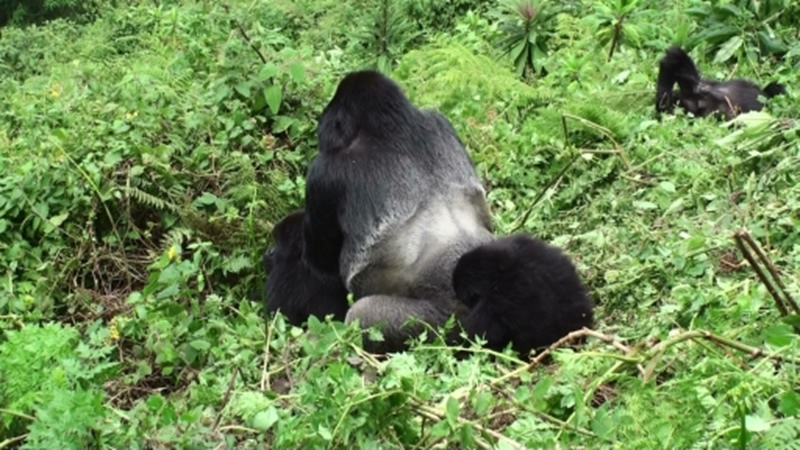 How Ecotourism Has Saved the Mountain Gorillas