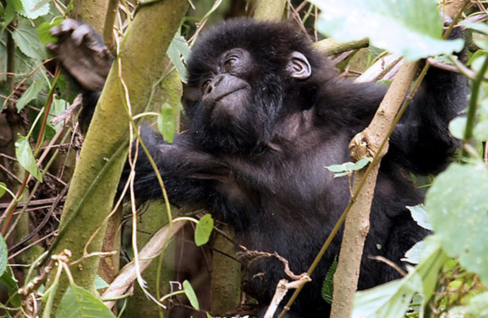 Rwanda Gorilla