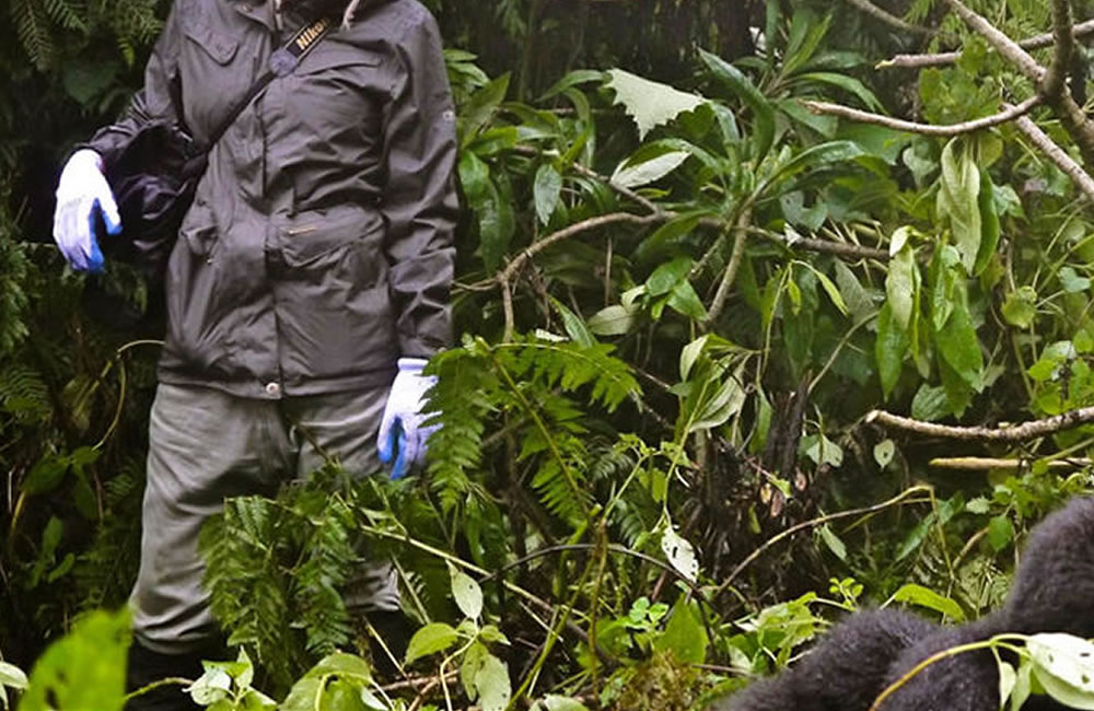 What to Wear on a Gorilla Safari in Africa?