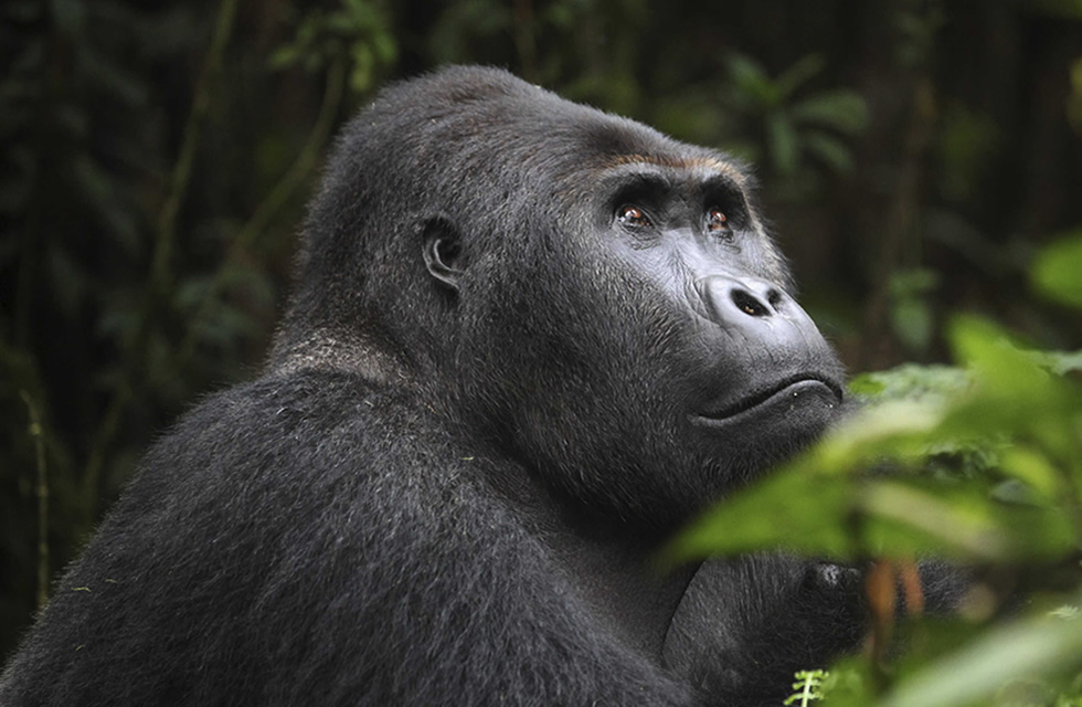 Mountain Gorillas Vs Lowland Gorillas