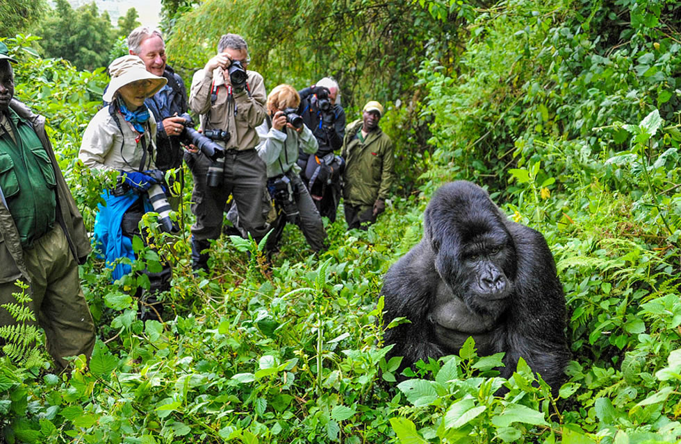 Gorilla Trekking in Rwanda