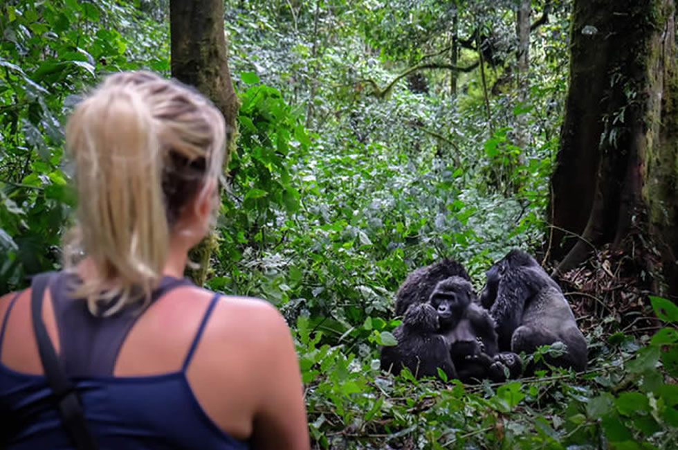 Gorilla Trek Solo