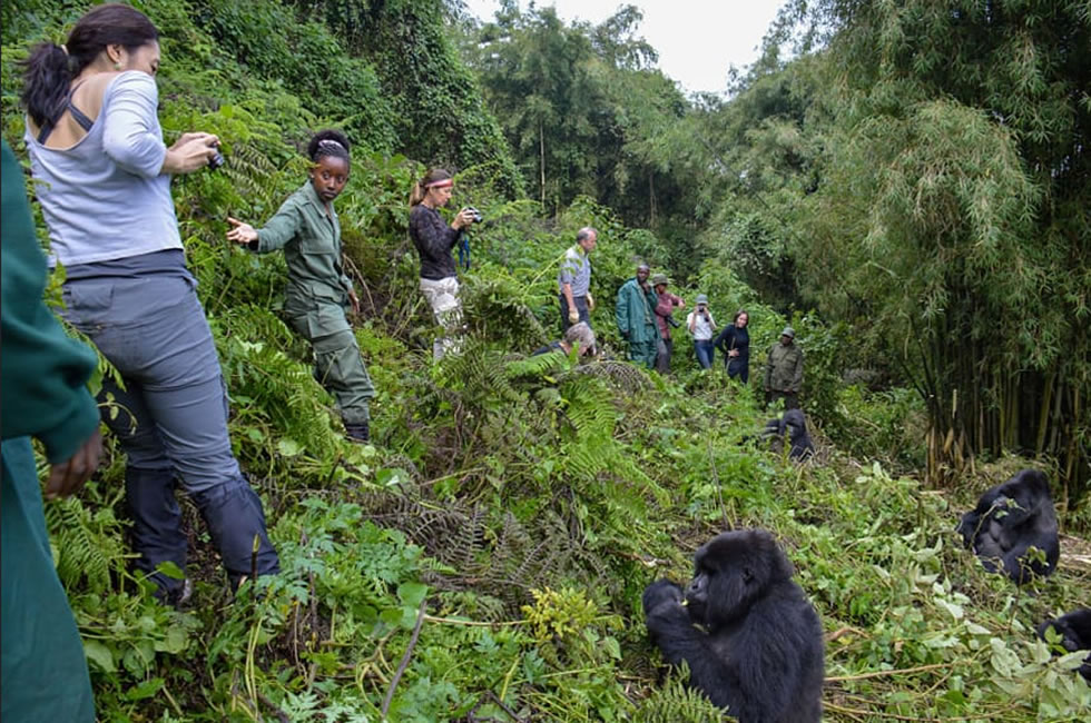 Gorilla Trekking in Virunga