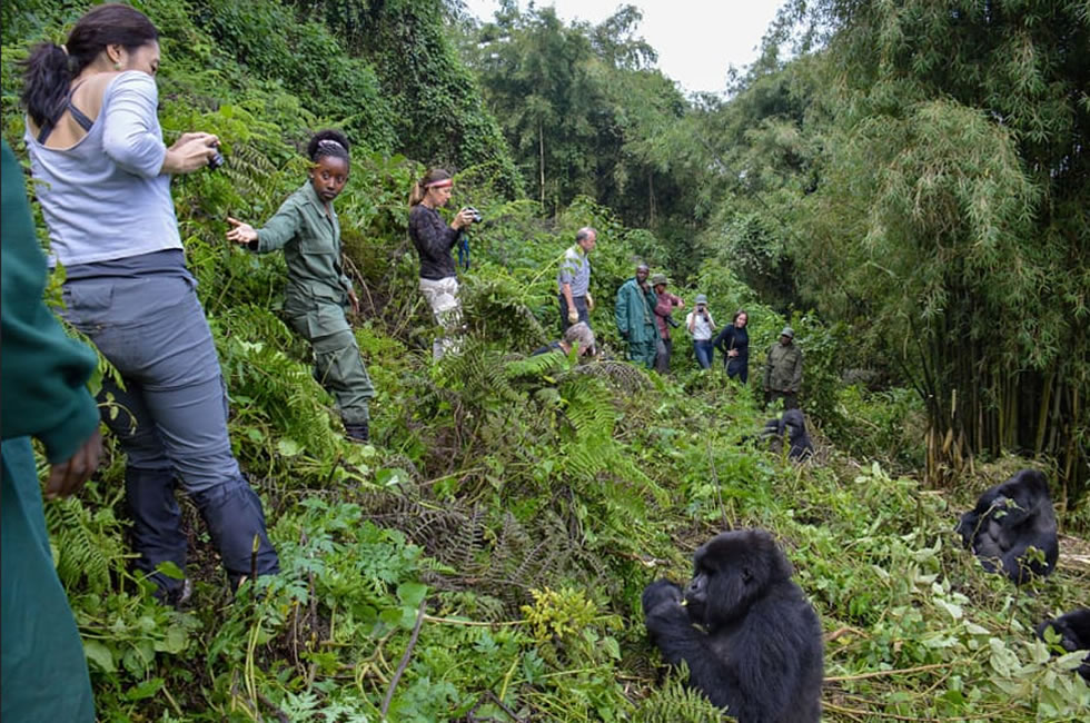 Things Not to Do on a Gorilla Safari