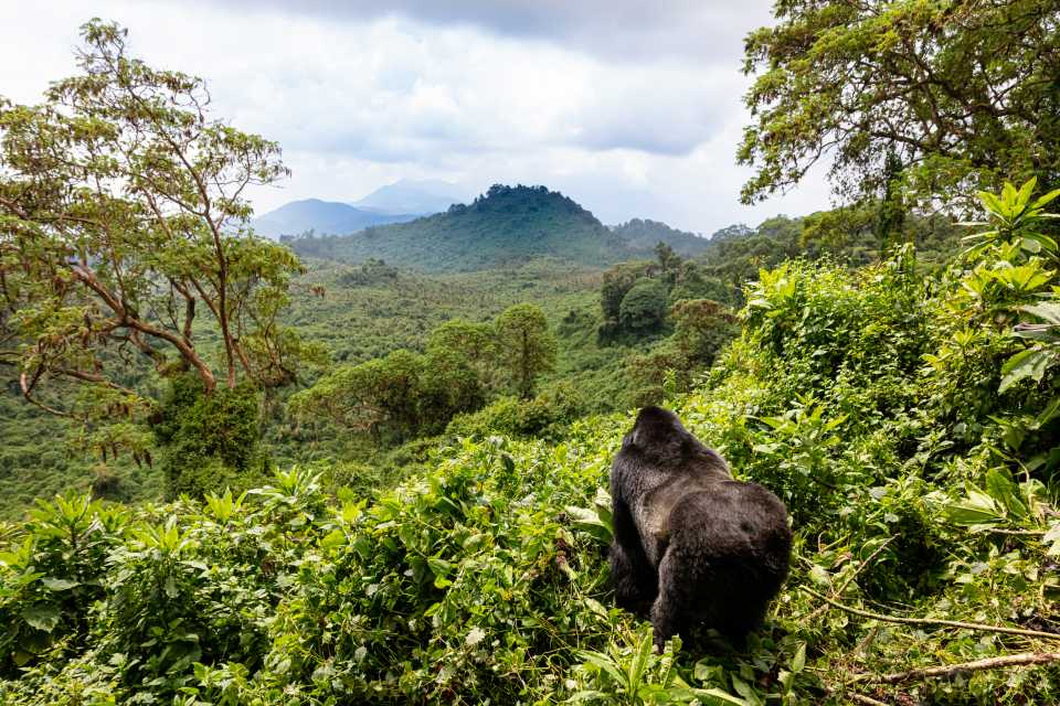 Virunga Gorilla