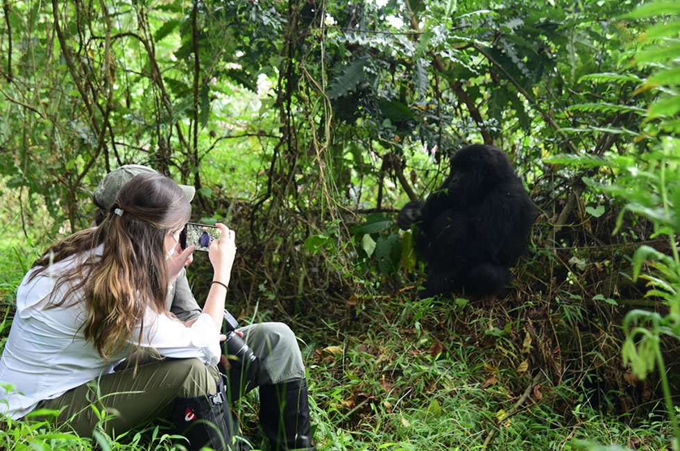 Where to Go Gorilla Trekking: Uganda or Rwanda