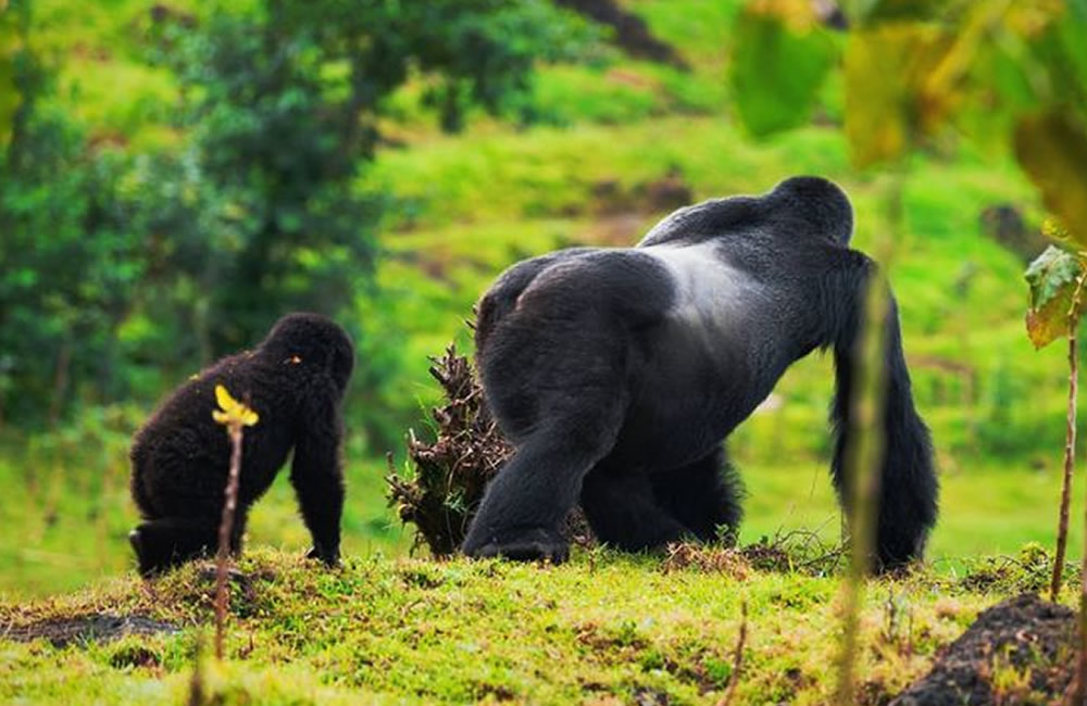 10 Amazing Facts About Uganda’s Gorillas