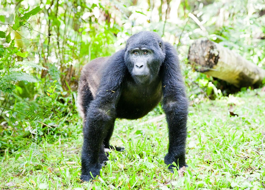 Why Are Mountain Gorillas Endangered?